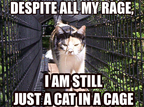 090221-rage-cat.jpg