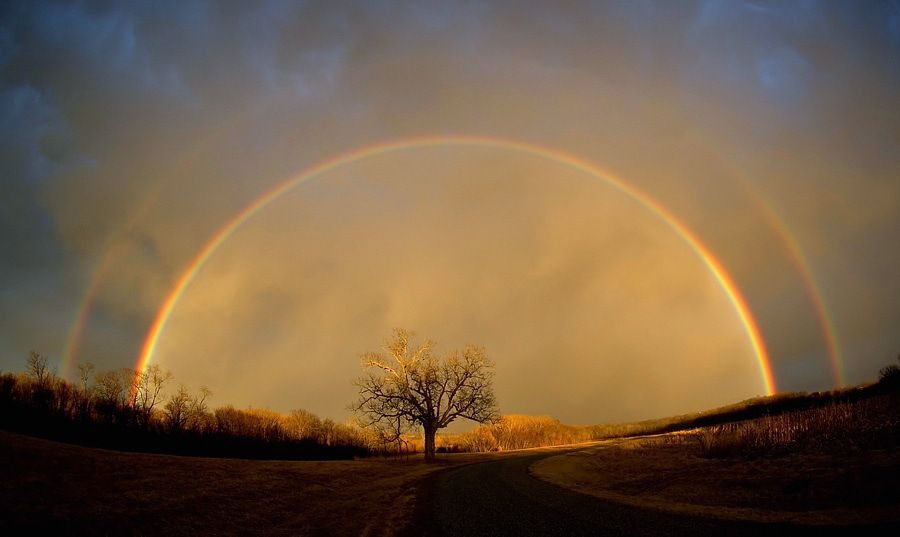 001 - Optimistic rainbowtree.jpg