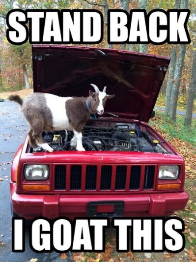 025-pictures-with-captions-stand-back-i-goat-this-goat.jpg.cf.jpg