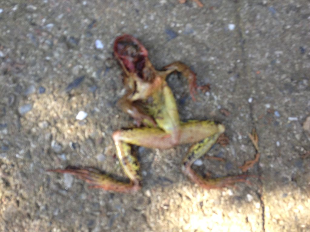 1024px-Dead_frog.JPG