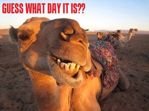 1hump day..jpg