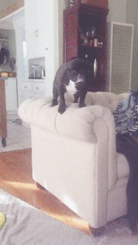 200w_d (4).gif