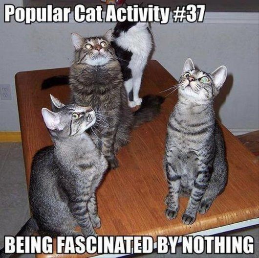 22-things-cat-owners-will-understand03.jpg.pagespeed.ce.h2s44pURYOOLXpyTLRNQ.jpg