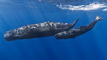 220px-Mother_and_baby_sperm_whale.jpg