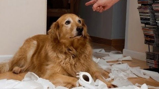 260367623bb89d5e1e635250574d063f-guilty-dogs-compilation.jpg