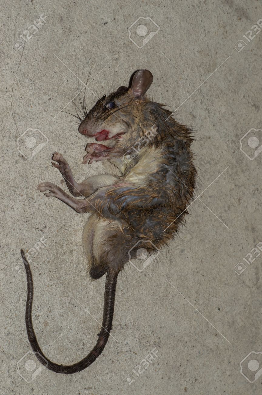 44293425-dead-rat.jpg