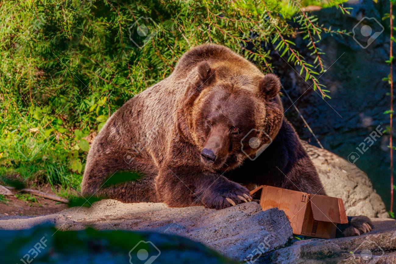 47238678-giant-brown-bear-feeds-from-a-cardboard-box-in-woodland-park-zoo-.jpg