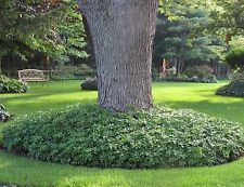 47b58f466cfdba862e4eab2da73f34c4--deer-resistant-landscaping-landscaping-plants.jpg