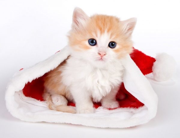 600_Christmas_animals_cats-5.jpg