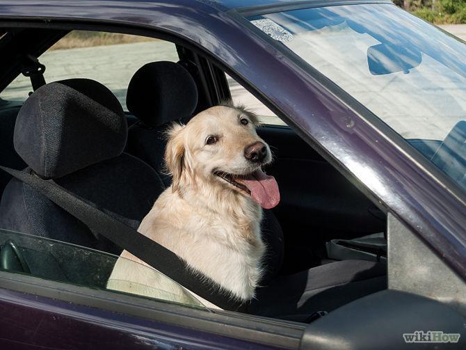 670px-Travel-by-Car-with-Your-Dog-Step-1.jpg