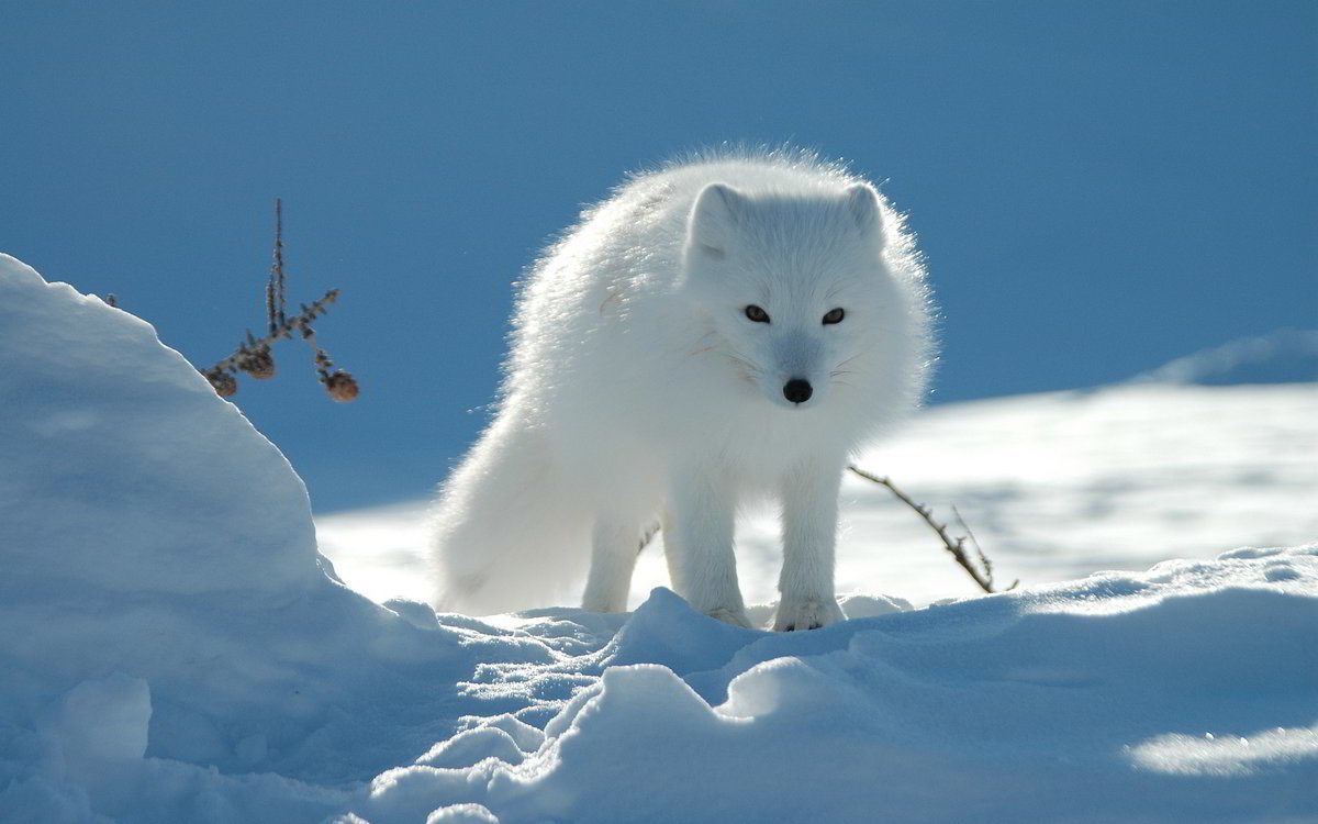 6975092-snow-fox.jpg