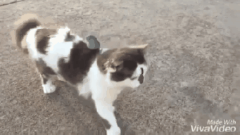 74d4c1ba.gif