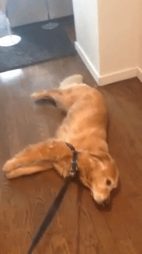 8A27F429-4664-4F2D-A099-4DF318471DC5.gif