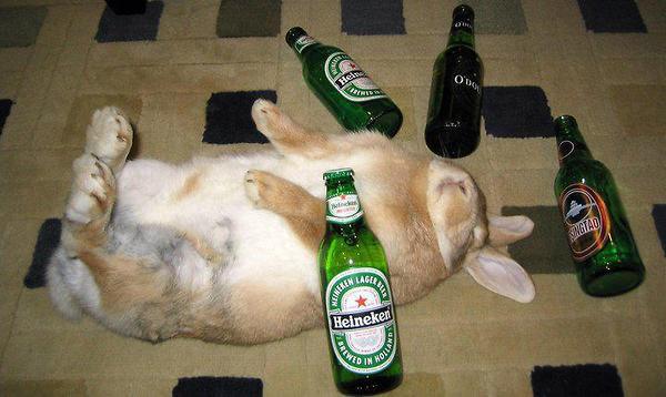 a-baa-drunk-bunny1.jpg