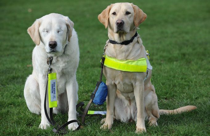 A blind dog with a seeing eye dog.jpg