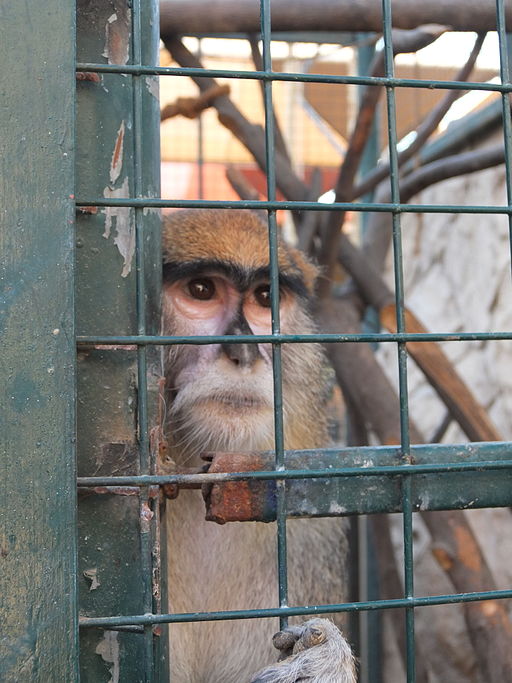 And_there_he_is,_a_sad_Patas_monkey_(15836739193).jpg
