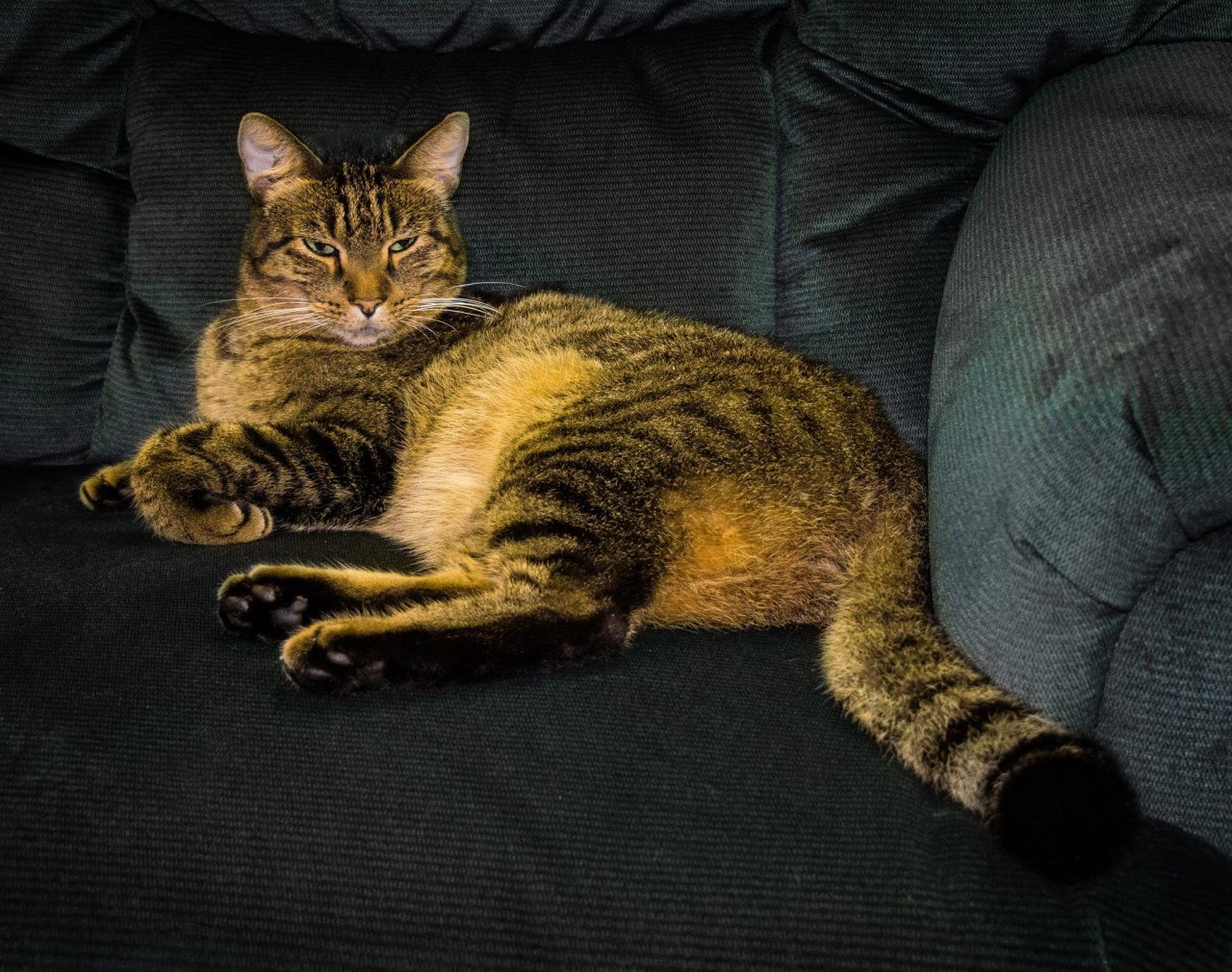 Apollo in recliner.jpg