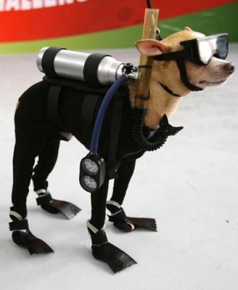 aquadog.jpg