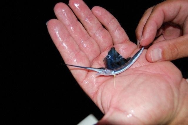 baby-sailfish.jpg