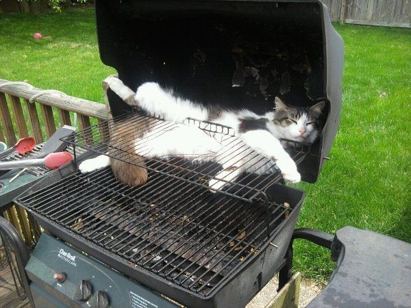 BBQ-cat.jpg