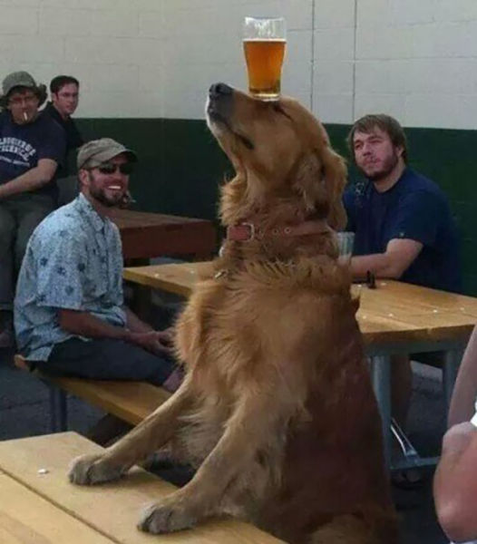 beerdog.jpg