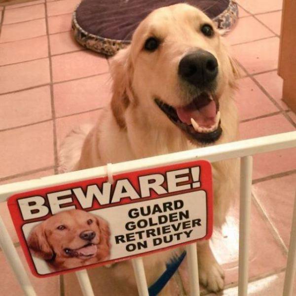 beware_of_dog_03.jpg