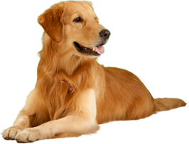 big-dog-png.png