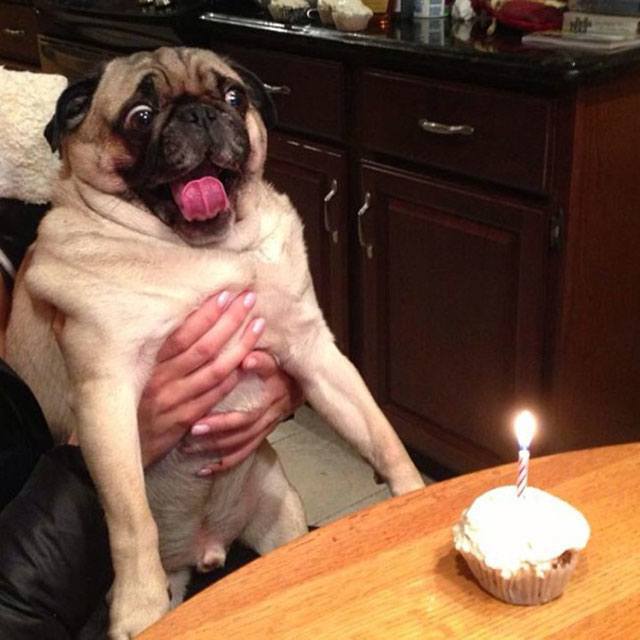 birthday_dog.jpg