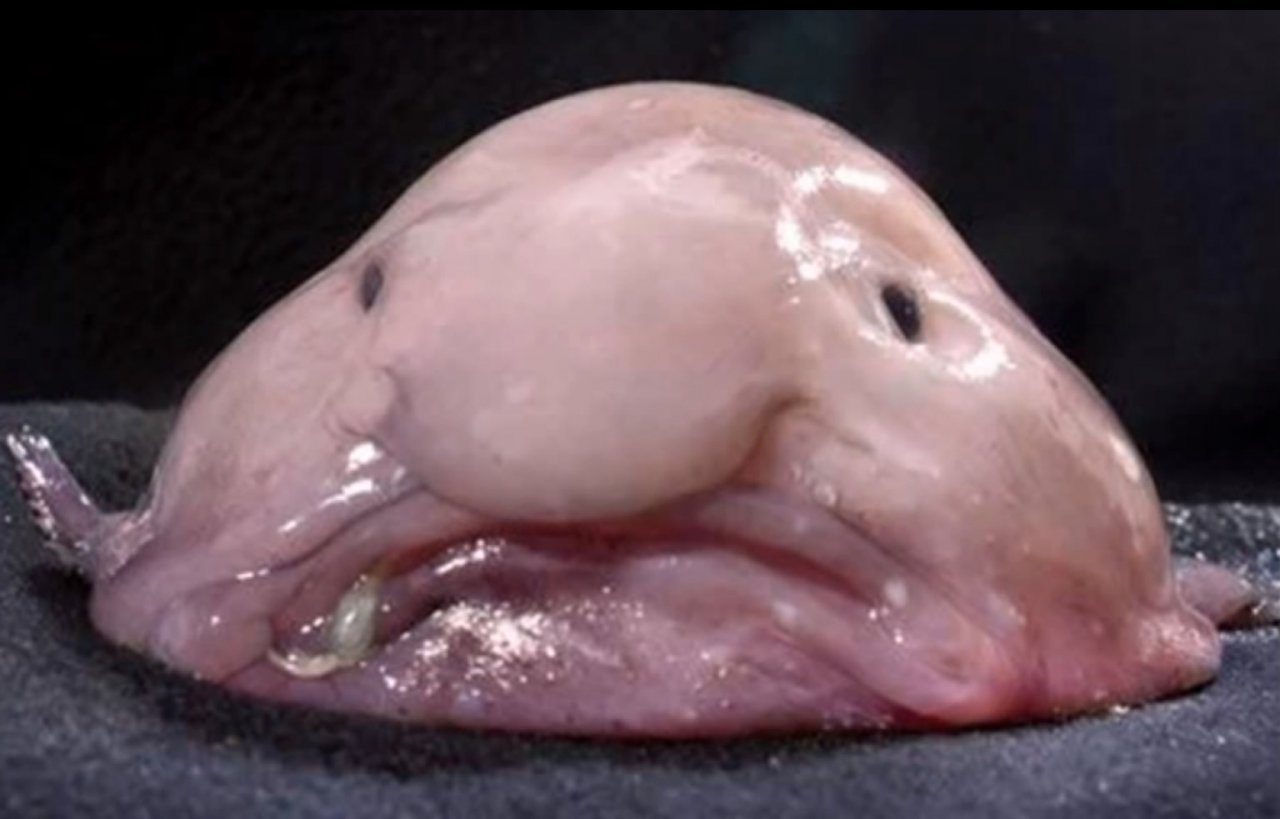 BLOBFISH.jpg