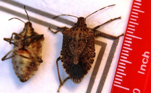 brown_marmorated_stink_bugs.jpg