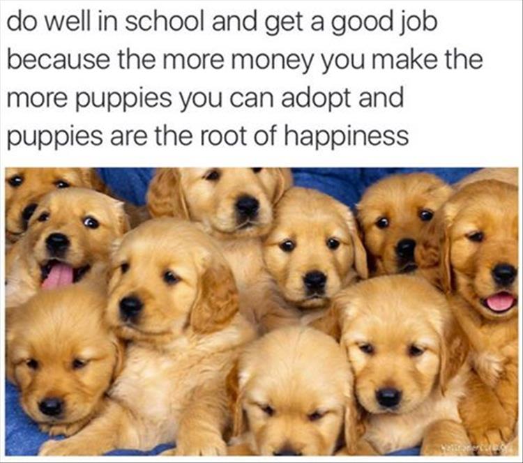 buying-puppies.jpg