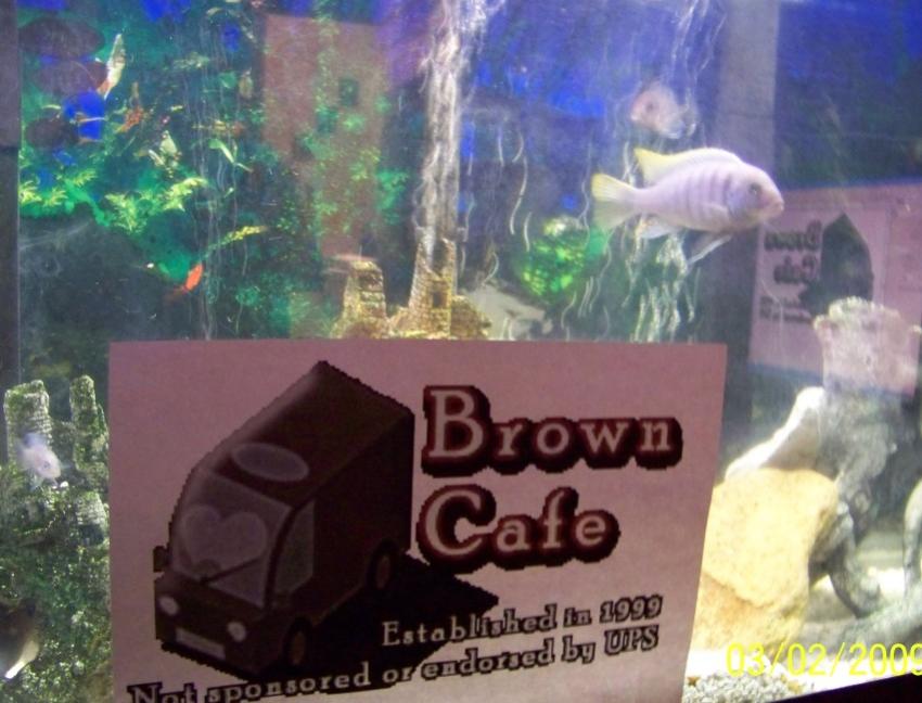 cafefish.jpg