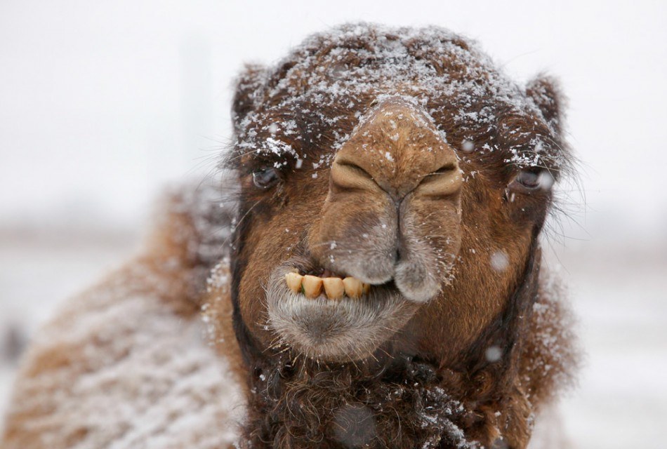 camel-snow-winter-funny-hump-day.jpg