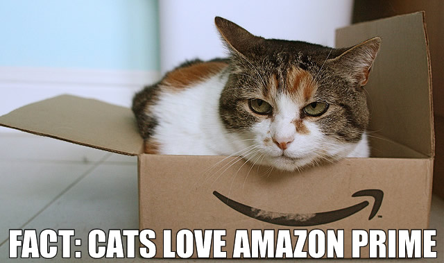 cat-amazon.jpg