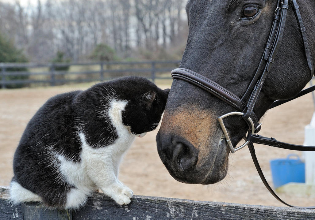 Cat and Horse-1028.jpg