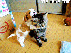 cat-animals-puppy-biting-ear.gif