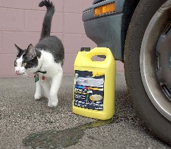 cat-antifreeze1.jpg