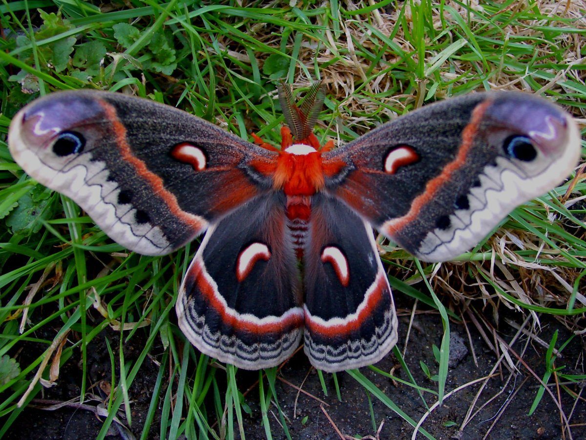 cecropia moth.jpg