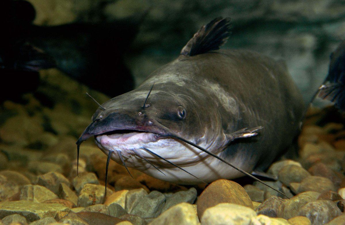 ChannelCatfish-sjs-002.jpg