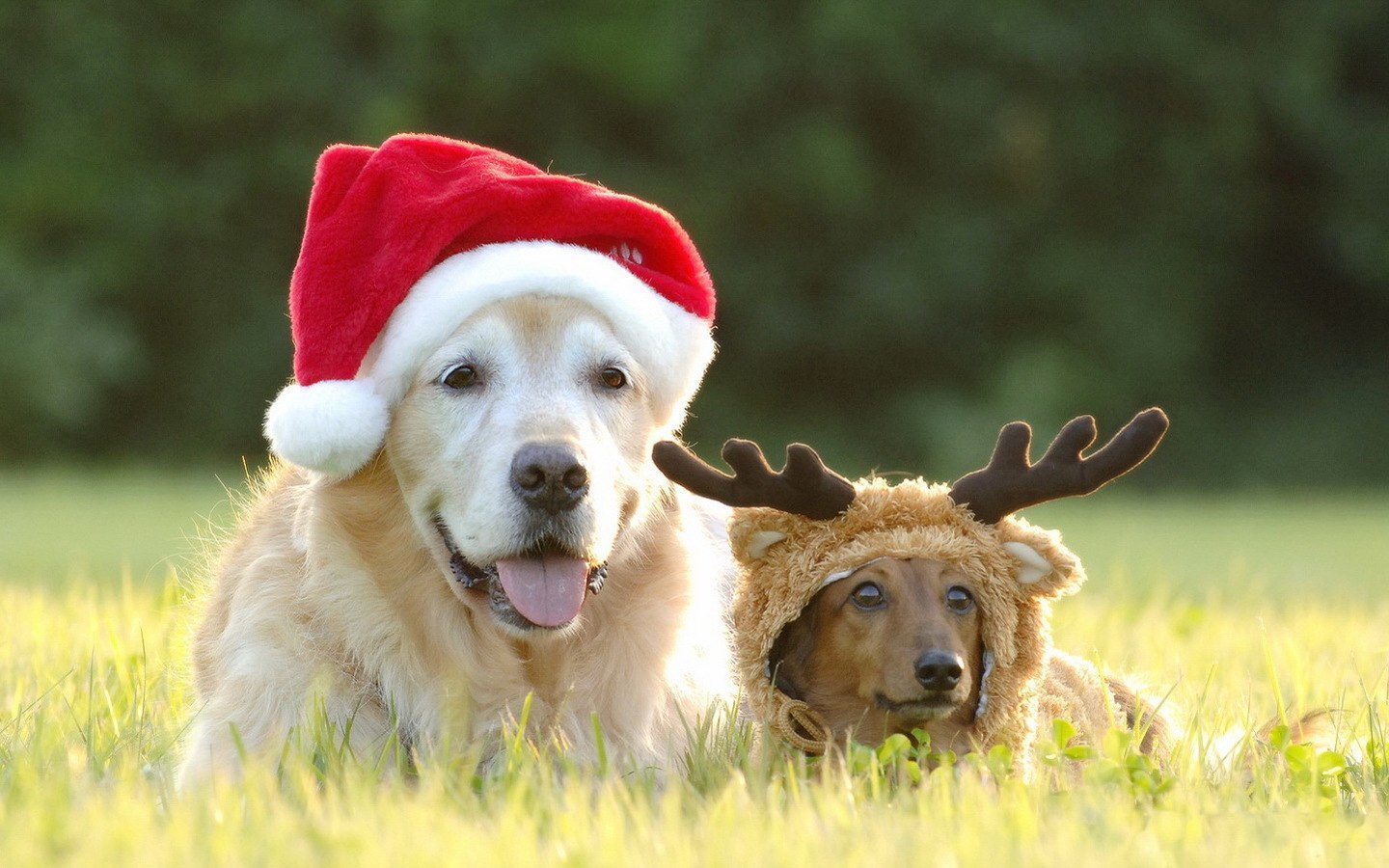 Christmas-Dogs.jpg