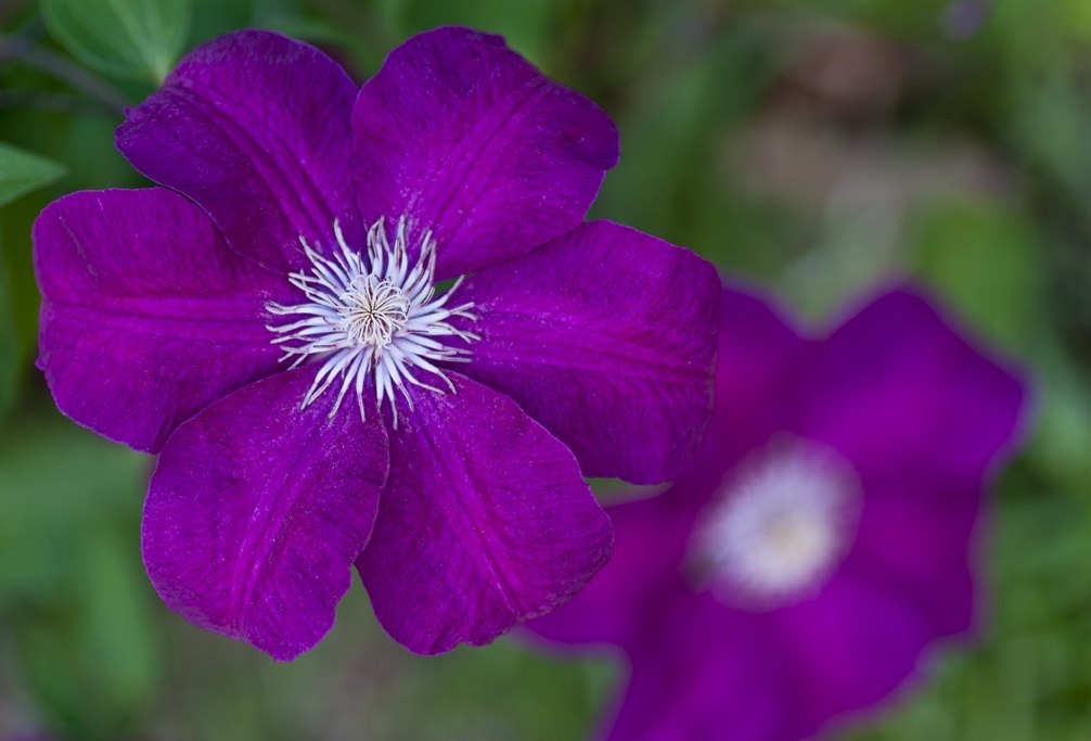 Clematis_5466_web.jpg