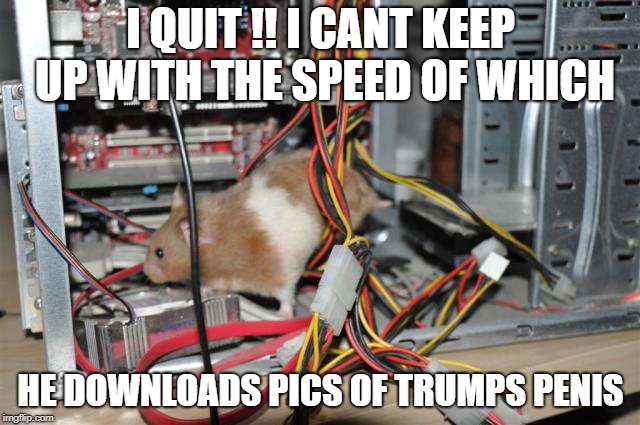 computer hamster.jpg