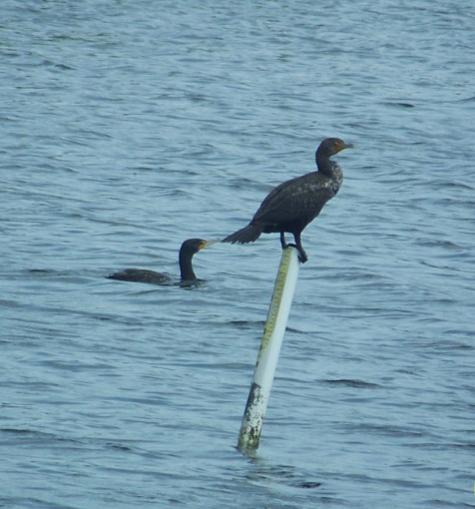 cormorants.jpg