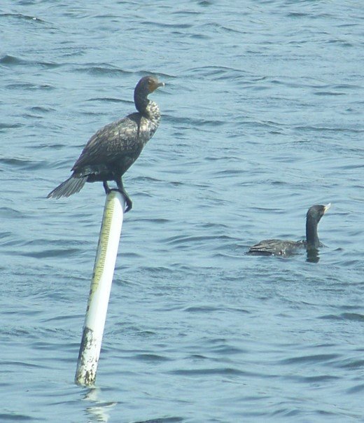 cormorants1.jpg