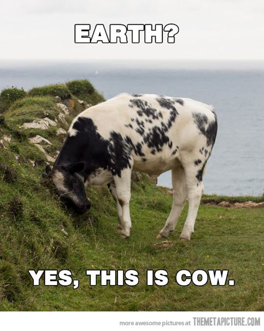 cow.jpg