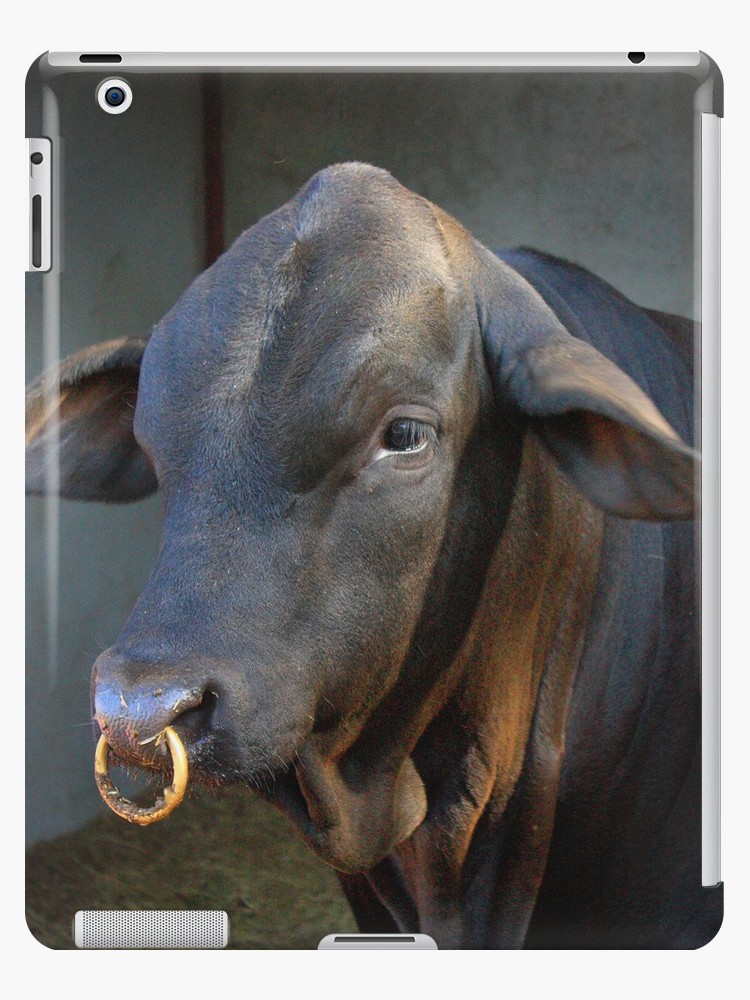 Cow Nose ring.jpg