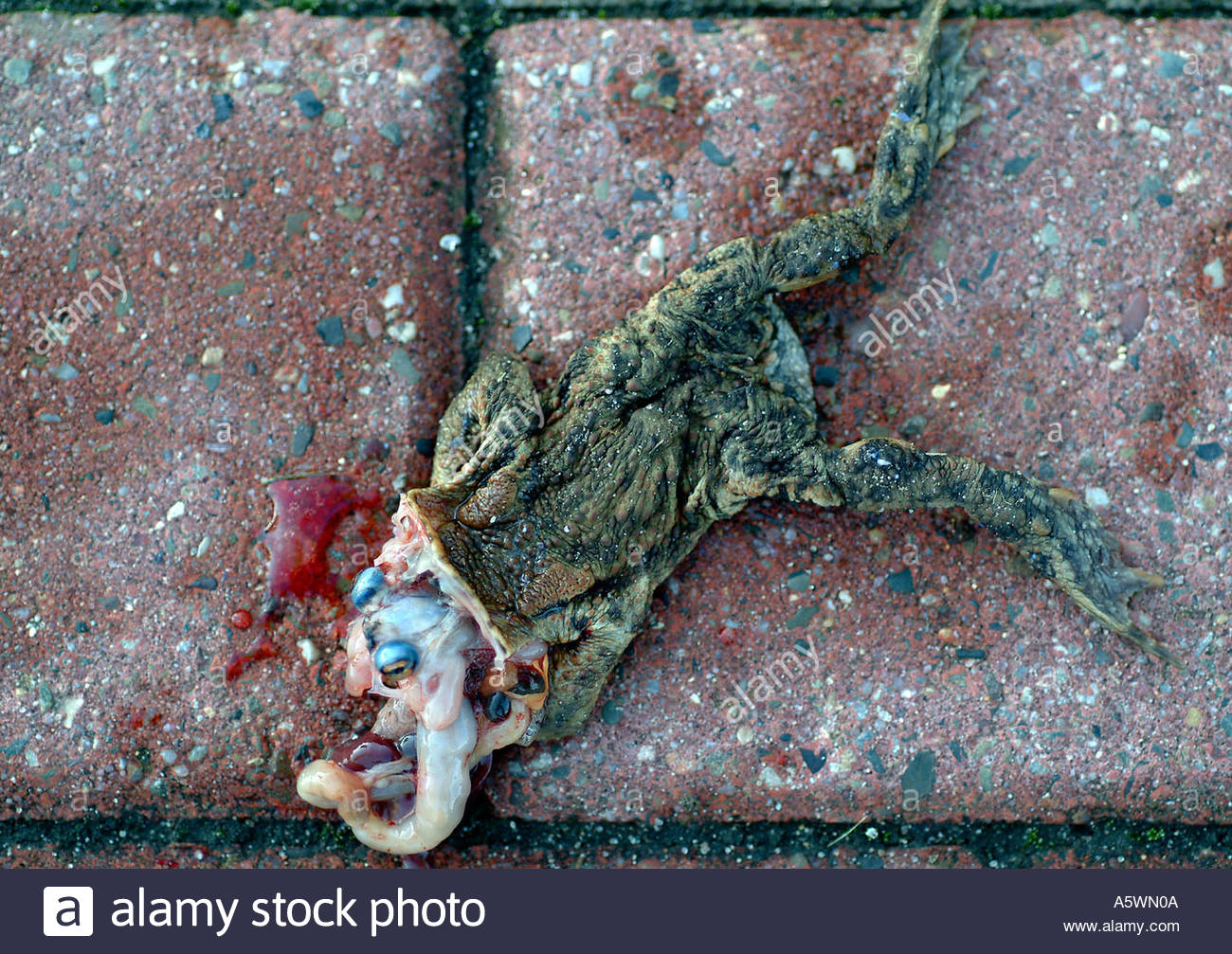 dead-frog-on-the-road-A5WN0A (1).jpg