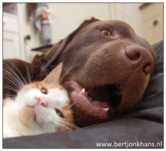 dog-and-kitten-are-best-friends-cutes-pet-photos10.jpg