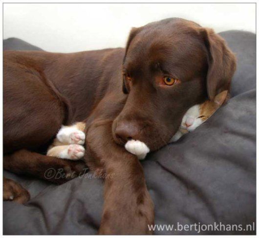 dog-and-kitten-are-best-friends-cutes-pet-photos11.jpg