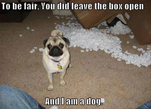 dog-busted-funny.jpg